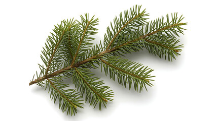 Single Fir Tree Branch with Green Needles, Isolated on White Background