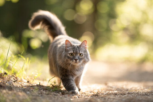 A fluffy grey cat with bright green eyes strolls along a sun-dappled dirt trail in a forest. Its bushy tail is raised as it moves towards the viewer on a warm afternoon
