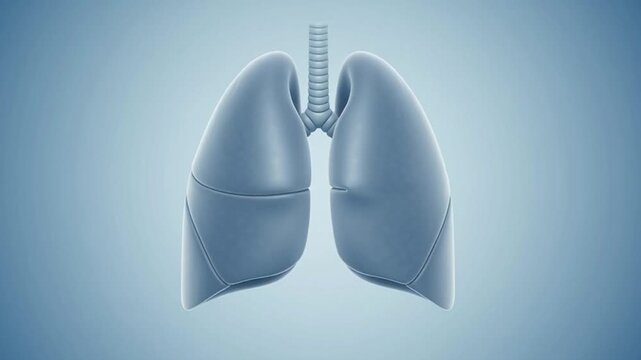 vector illustration of a human heart