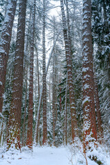 Fototapeta premium panoramic view of larch, pine and other trees covered with a thick layer of white snow, Lindulovskaya grove, Leningrad Oblast, Russia