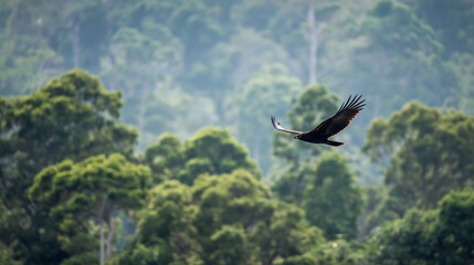 Eagle soaring over lush green forest with trees in background  