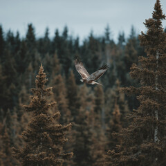 Eagle soaring above evergreen trees in a misty forest  