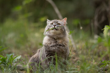 Obraz premium A fluffy grey tabby cat sits patiently in a vibrant green grassy area outdoors, looking upward with a blade of grass held in its mouth during the day