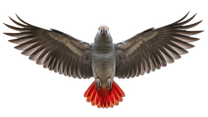 Isolated African grey parrot spreading wings, looking straight ahead at viewer, front view © Sergiu