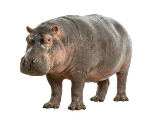 Obraz premium Large Gray Hippopotamus Standing Isolated on White Background