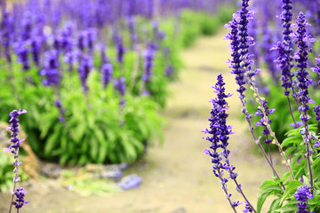 Garden scenery of Mealy Sage flowers with pathway  