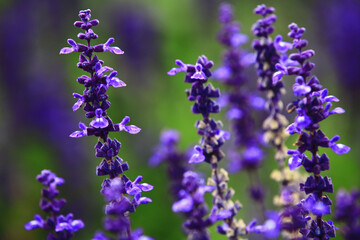 Mealy Sage flowers blooming in the garden with soft background
