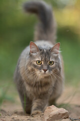 Fluffy grey tabby cat with striking green eyes walks confidently on a natural dirt path. The surrounding green foliage creates a soft, blurred background on a bright day