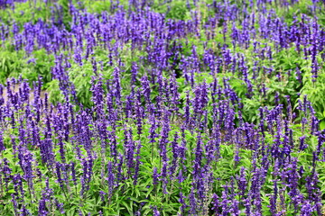 Mealy Sage flowers blooming in the garden with green leaves
