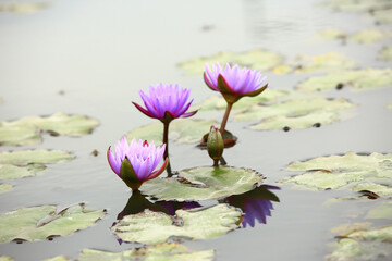 purple Lotus flowers with green leaves growing in the pond 