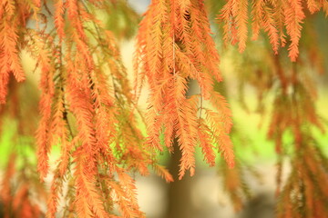 Leaves of Deciduous Cypress or Swamp Cypress or Southern Cypress or Bald Cypress trees with soft background
