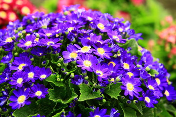 many colorful Cineraria flowers blooming in the garden with green leaves