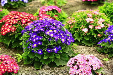 many colorful Cineraria flowers blooming in the garden with green leaves
