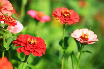 colorful Zinnia or Youth-and-old-age flowers blooming in the garden with soft background

