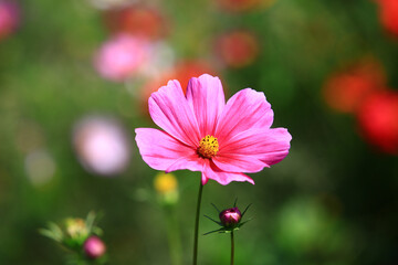 Cosmos bipinnatus or Garden cosmos or Mexican aster flower blooming in the garden with soft background

