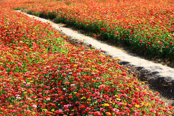 Zinnia or Youth-and-old-age flowers field and pathway,colorful Zinnia or Youth-and-old-age flowers blooming in the field
