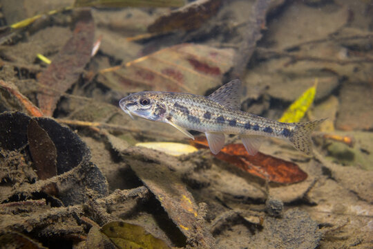 Underwater photography of a Common Gudgeon (Gobio gobio) swimming in a natural freshwater habitat. Captured in clear water with natural light, showing authentic behavior and environment.