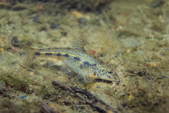 Underwater photography of a Common Gudgeon (Gobio gobio) feeding and swimming in a natural freshwater habitat. Captured in clear water with natural light, showing authentic behavior and environment.