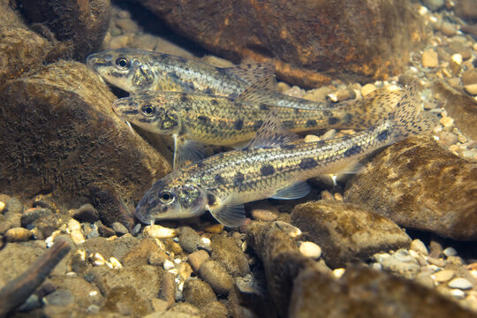 Underwater photograph of a group of common gudgeon (Gobio gobio) swimming in their natural freshwater habitat. Captured in clear water with natural light, showing authentic behavior and environment.