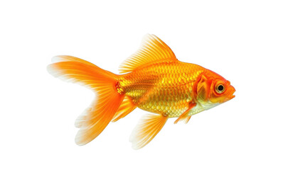 Single vibrant orange goldfish swimming gracefully isolated on transparent background