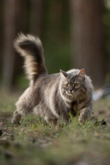 Obraz premium A fluffy grey cat walks carefully through a patch of green grass. Its piercing yellow eyes scan the surroundings as it moves forward, tail raised, bathed in warm sun within a serene forest