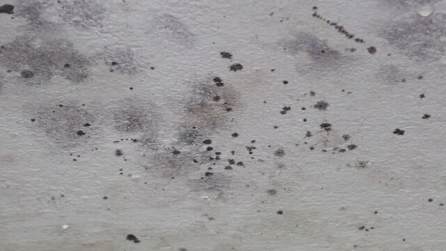 Consequences of leaks, black mold and indoor humidi, Ceiling covered with dark mold spots due to high humidity