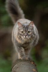 Fototapeta premium A beautiful gray long-haired cat with bright green eyes walks carefully along a thick tree branch or log in a lush outdoor environment during daylight hours. Its fluffy tail is raised