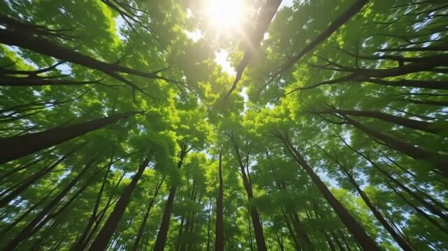 Forest canopy swaying in wind drone top view