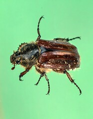 A brown beetle with black head/legs viewed close up, against a green background, showing legs, thorax, and abdomen details