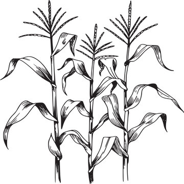 A detailed black and white sketch of three corn stalks with leaves and tassels on a white background