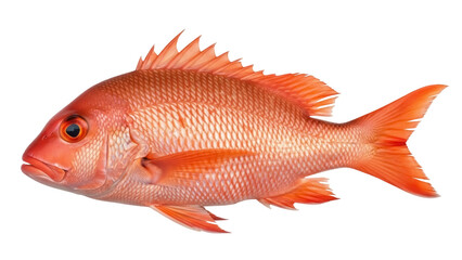 Fototapeta premium Isolated Red Snapper fish, an edible marine predator, prized as a popular food fish