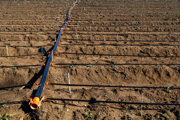 Drip irrigation system pipes on a plowed agricultural field under strong side lighting. Modern farming technology in a Mediterranean region. Black water hoses on brown soil. Turkey, November. © Vlad Rakin