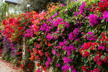 Fototapeta premium Vibrant wall of colorful bougainvillea flowers in pink, red and orange. Lush blooming hedge of Mediterranean ornamental plants in a garden. Floral background in Turkey. November, soft diffused light.