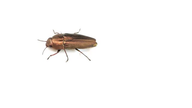 Macro video of Sphenoptera Beetle Isolated on White Background