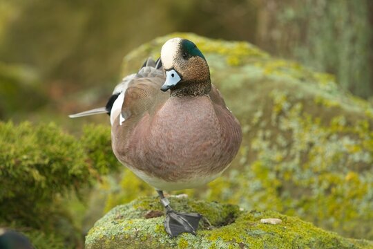 American Wigeon (Mareca americana)