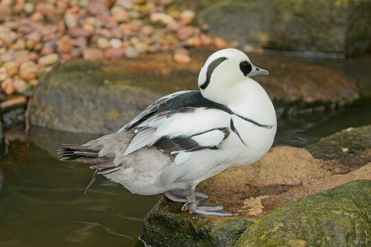 Smew (Mergellus albellus)
