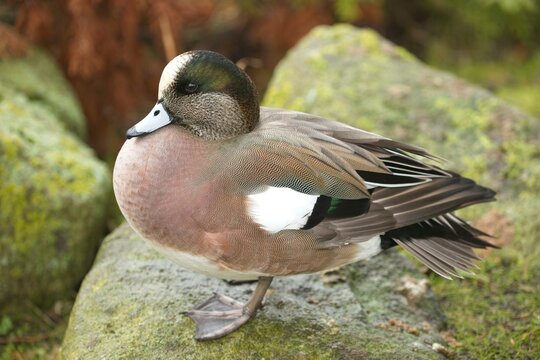 American Wigeon (Mareca americana)