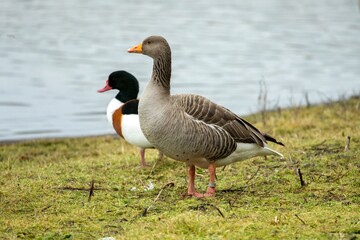 Obraz premium Graylag Goose (Anser anser)