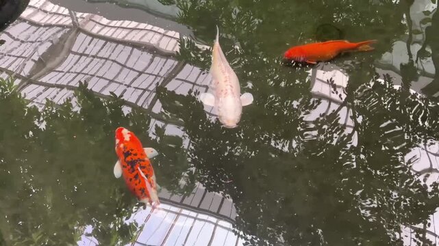 video of Japanese koi fish swimming in a pond with clear water reflections displaying colorful patterns calm movement and serene natural aquatic environment