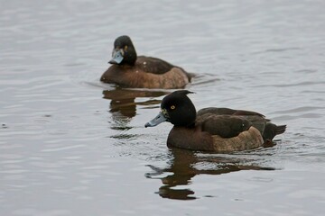 Tufted Duck (Aythya fuligula)