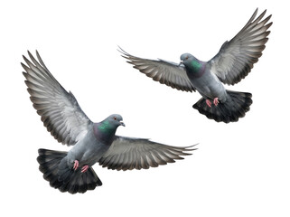 Naklejka premium Two Grey Pigeons Flying with Wings Spread on White Background