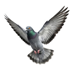 Naklejka premium Flying Feral Pigeon with Wings Spread on White Background