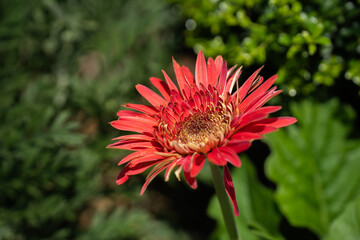 夏の緑の中で咲く、赤いガーベラの花