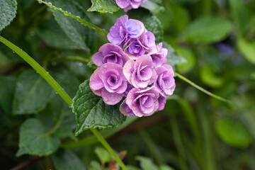 梅雨時期の紫陽花