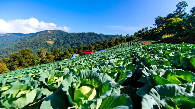 A vibrant landscape showcasing a vast cabbage farm on a hillside, with mountains and clear sky