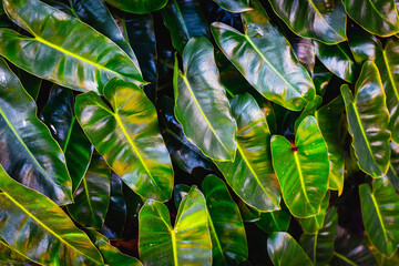 Lush green tropical leaves with vibrant colors in dense pattern