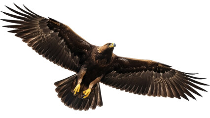 Naklejka premium Isolated golden eagle in full flight soaring majestically with extended wings in the sky