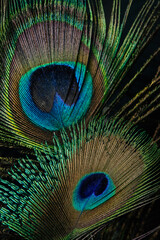Obraz premium Closeup of beautiful and colorful peacock feathers. 