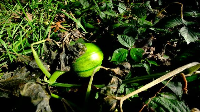Close up of little baby or unmatured pumpkin laying on ground still attached to vine and moving camera away revealing whole plant withering next to woods