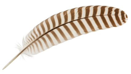 Isolated feather with stripes - light brown and ivory colored plumage of bird feather
